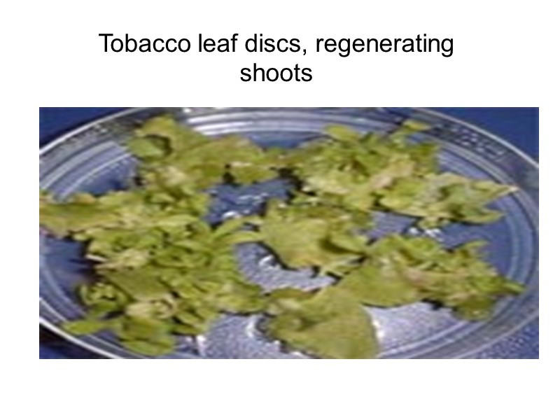 Tobacco leaf discs, regenerating shoots